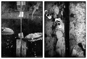 between the dead-line - Between the fast time and look restrict my life, I also have to quickly, even footwear I rarely use. Such as the pursuit of time, expecting my father to recover quickly, but my patience is tested by reality. Like a fish in the pond, which is patiently waiting for food.© Indra Widi