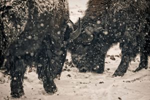 American Bison