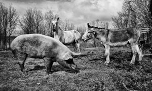 Animals