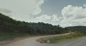 Malesia (palm oil plantation)