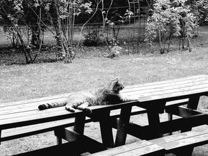 Stray Cats_30