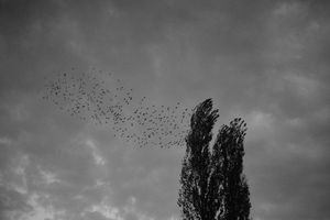 After the rain #17