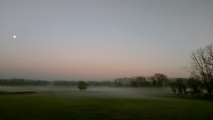 Horses in the mist.
