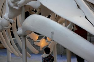 Boy Meets Whale