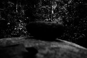 © Marcelo Carrera Maia & João Pacca