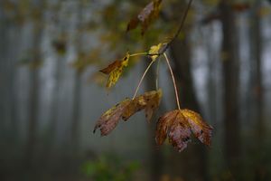 Forest Vibes 3