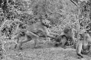 Monkeys fight