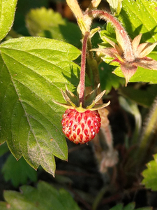1 One day in my garden it all started