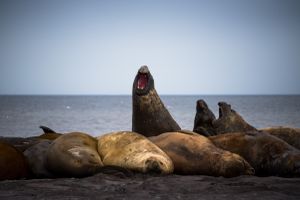 Roaring up to the sky