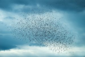 Murmeration