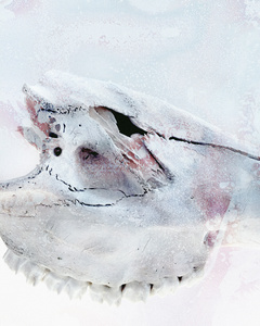 ( Remnants )