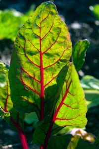 © Nicholas Gregory.     Rhubarb in one of Detroit's many urban gardens takes root as more than three-quarters of the city’s residents purchase most of their food at liquor stores and gas stations.