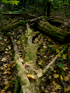 Brandenburg Forests 07