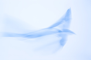 FLIGHT #D61118