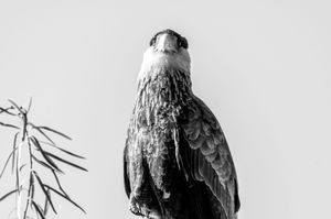 Fauna de Buenos Aires