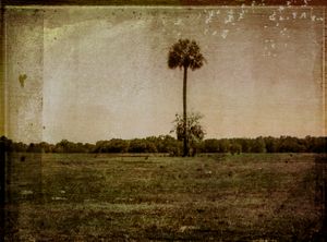 Lone Palm