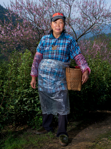 The portrait of the female Chinese tea picker