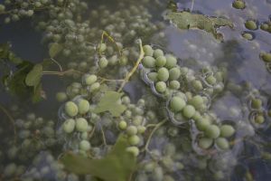 Verjuice (Verjus, called ab-ghooreh in Persian)