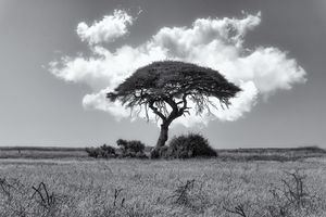 Umbrella Tree