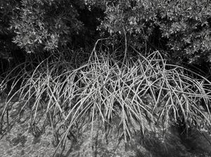 Mangrove, Aruba, 5 31 21, Photo by Joe Bruha