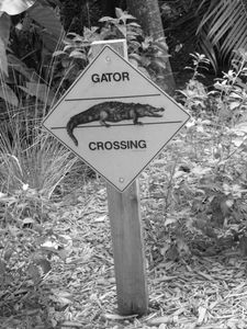 Gator Crossing