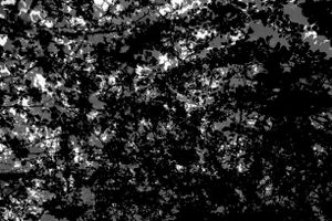 Disturbing Nature n°6
