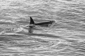 Orcas