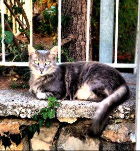 Athens Cats_4
