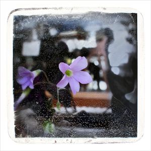 Hidden garden