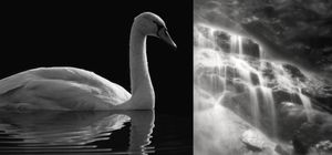 Diptych "Black and white beauty" and "Brushing"