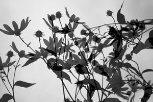 Disturbing Nature n°9