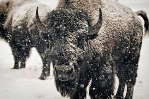 American Bison