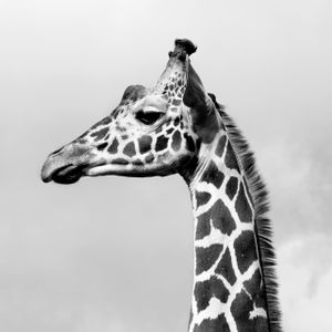 Giraffa camelopardalis