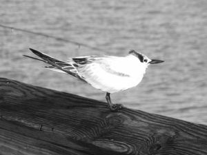 Cute little Bird at Naples' Pier, Florida