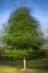 Liquidambar styraciflua (liquidamber)