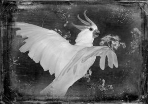 © Dianne Yudelson Sulfer-Crested Cockatoo