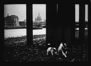 Untitled (Dogs St.Paul's), 2013