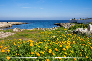 Coast of San Vito