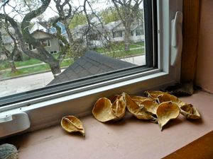 I keep pods in my room