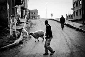 Nephew of Hassan wants to become a shepherd