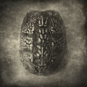 tortoise© Gary