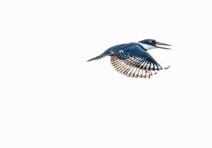 Ringed Kingfisher