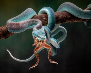Blue Insularis 7
