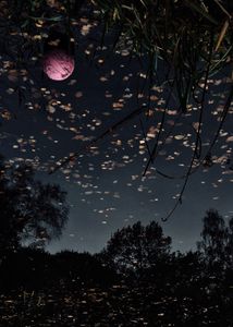 Pink Full Moon