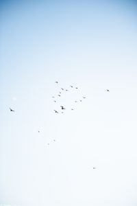 flock of birds