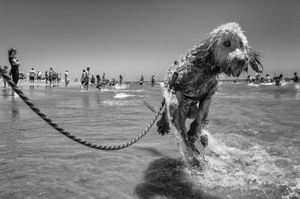 Dog Flight