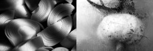 Diptych "Fresh" and "Antlers"