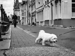 Reluctant dog