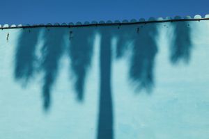 Palm Tree Shadows