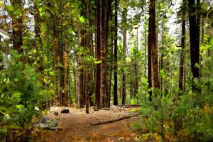 Pine Grove